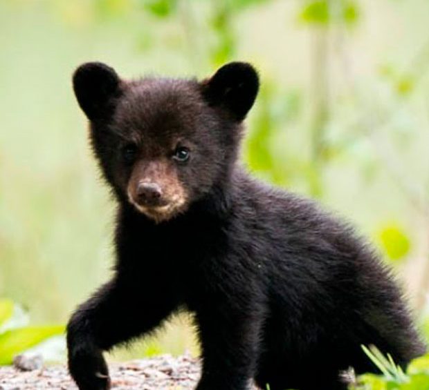 black bear cub