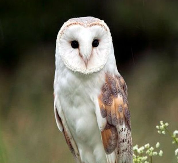 barn owl